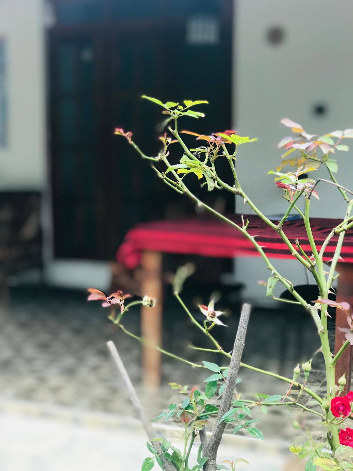 Cinnamon Homestay Ella Exterior foto