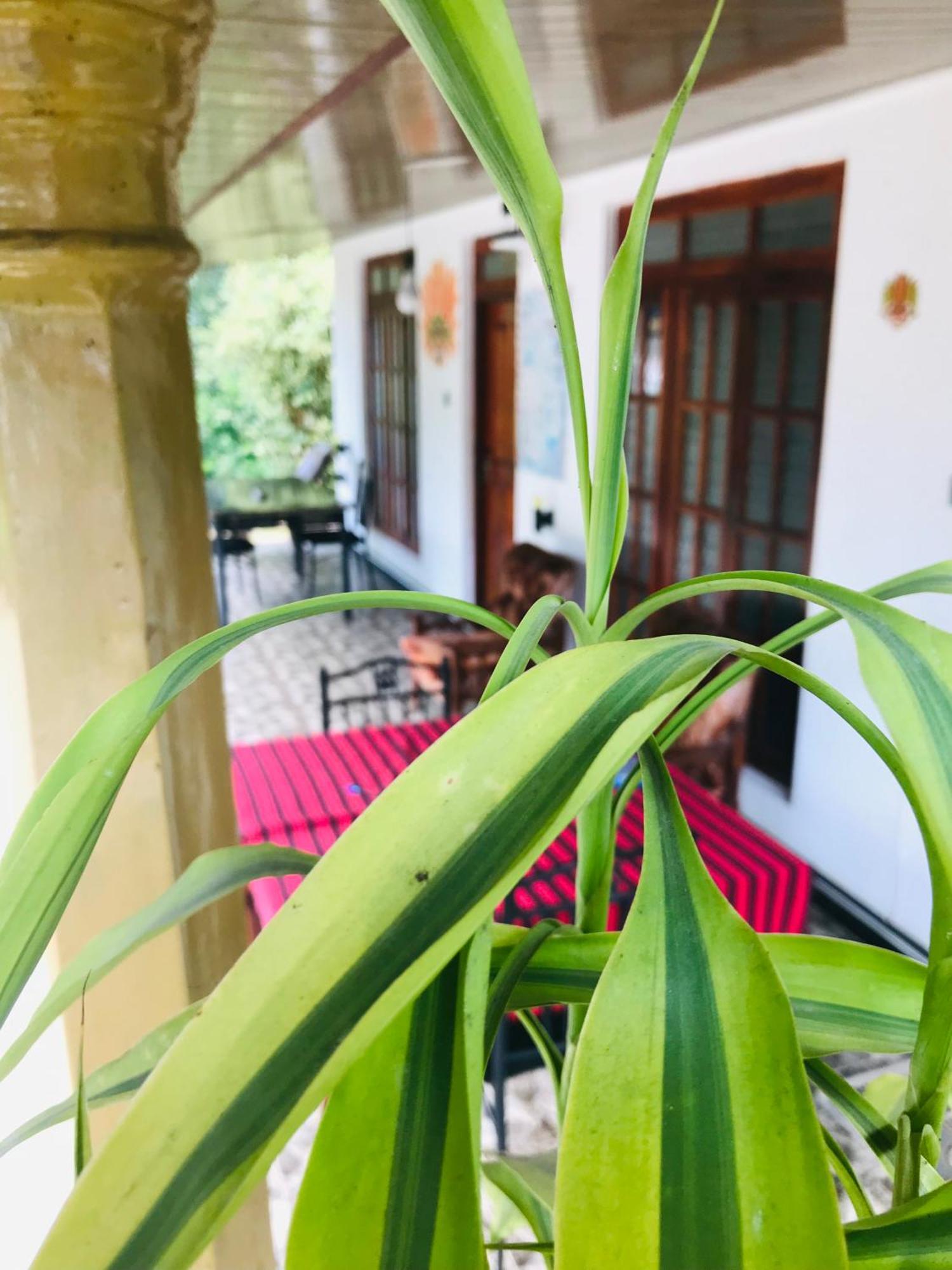 Cinnamon Homestay Ella Exterior foto